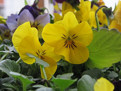 Pansy, flores, amarillo, flor, planta, cerrar, Violaceae
