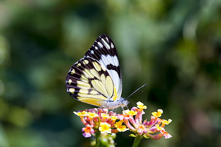 butterfly, africa, colorful, butterfly - insect, insect, flower, one animal