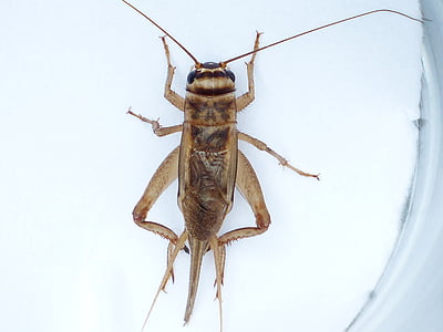 Acheta domestica, grade, inseto, Acheta domesticus, sonda longa encolher, grelha real, Gryllidae