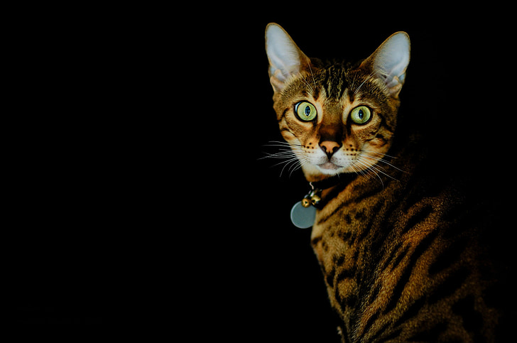 gato, begalska, preto, Panthera, Rio Tigre
