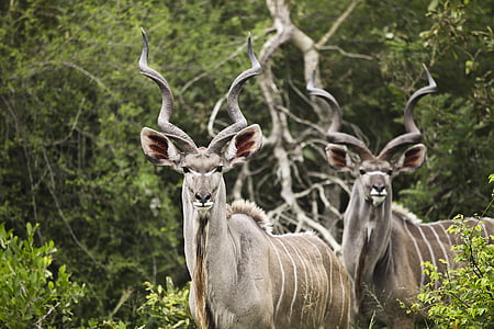 Kudu, Buck, volně žijící zvířata, Wild, Afrika, zvířata, přírodní