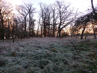 sunrise, morning sun, sun, winter, hoarfrost, frost, tree