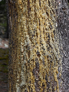 Baum, Harz, Natur