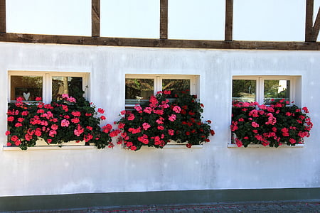 здание, окно, Цветы, цветок, ферма, fachwerkhaus, Поле цветов