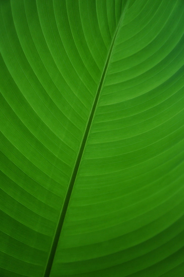 Leaf, grön, banan, Banana leaf, Palm, Anläggningen, Flora
