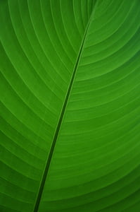 leaf, green, banana, banana leaf, palm, plant, flora