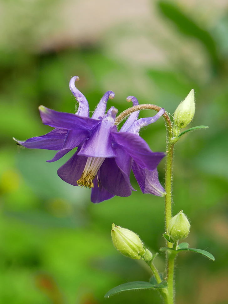 Columbine, violeta, flor, floración, planta, akelei común, planta de jardín