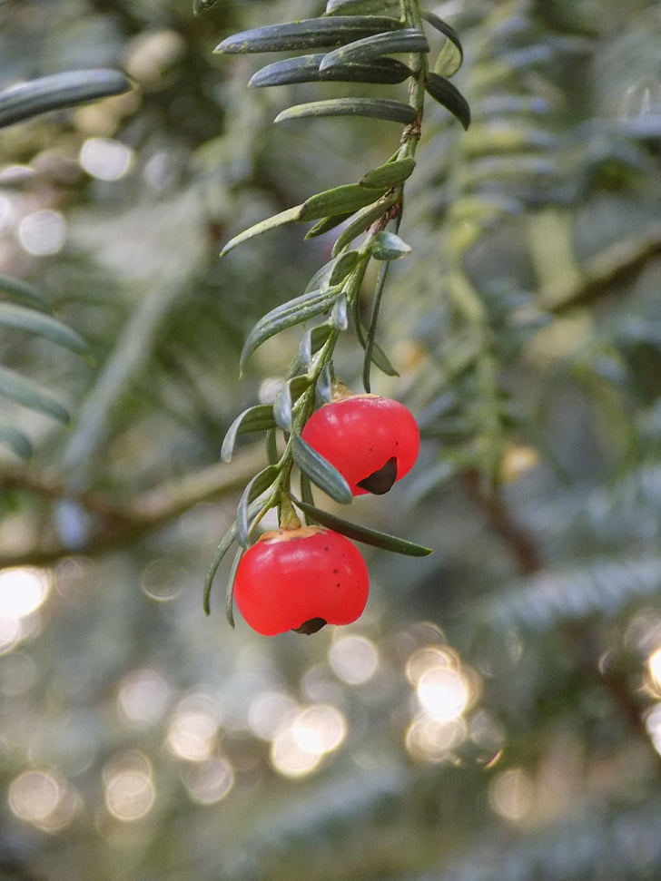 Taks, Yew familie, bær rødt, europæiske Taks, Taxus baccata