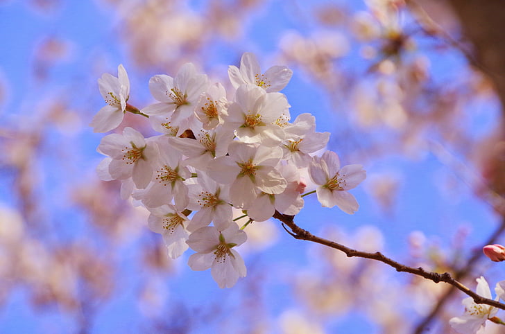 Sakura, blomster, forår, blomst, vækst, skrøbelighed, natur