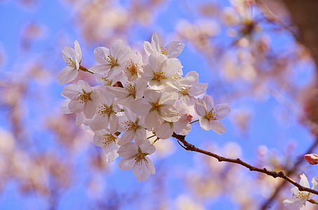 Sakura, flores, Primavera, flor, crescimento, fragilidade, natureza