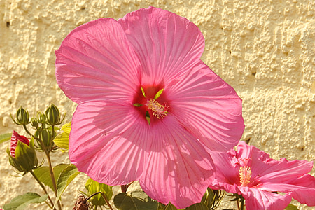 hibiscus, hibiscus flower, giant hibiscus, blossom, bloom, pink