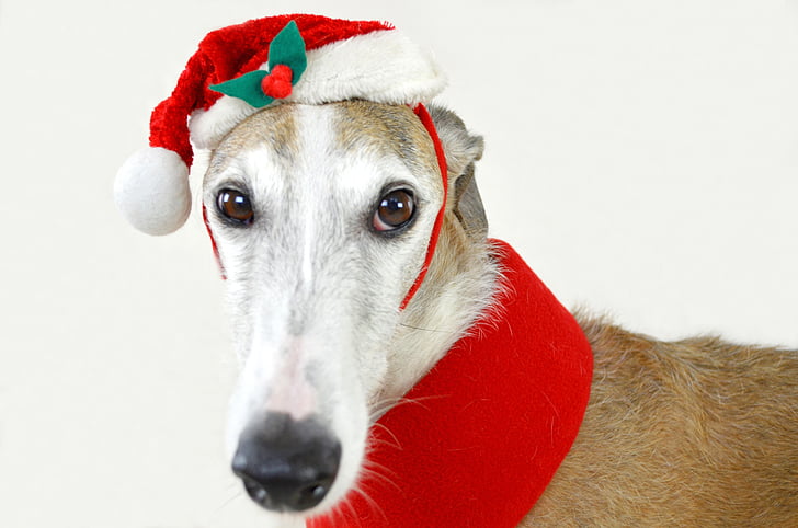 hunden, dyr, Greyhound, spansk greyhound, Christmas, Xmas, Bruk