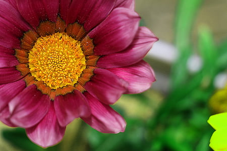 bunga, warna, alam, Daisy, merah muda, makro, tanaman