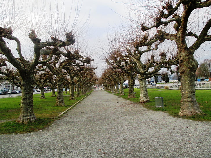 alberi, Platani, Avenue, stato d'animo, Lago di Costanza, Kreuzlingen, Svizzera