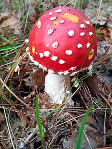 houby, Les, lesy, na podzim, kolekce, podrost, rostliny