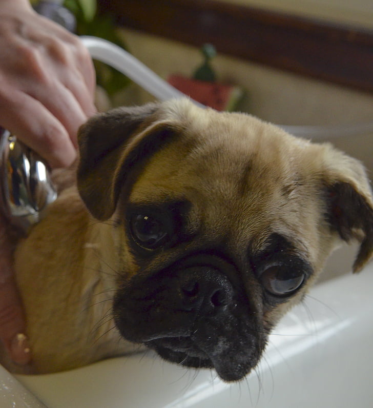 pug, bath, puppy, wash, cute, grooming, care