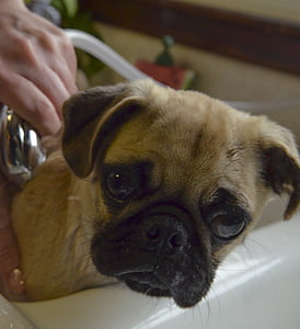 pug, 목욕, 강아지, 워시, 귀여운, 손질, 케어