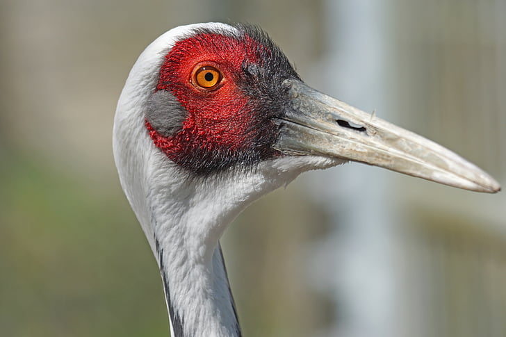vit hals crane, fågel, Crane fågel, Crane, naturfotografering, Stäng, exotiska