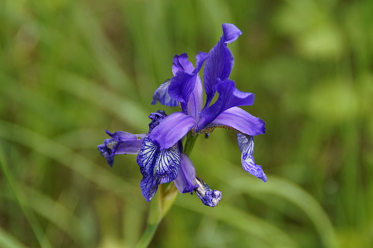 schwertlilie siberiano, Iris, azul, flor, flor, floración, rara vez