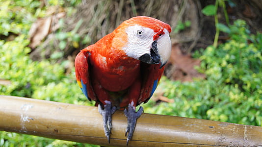 parrot, bird, ara, colorful, animal, tropical, nature
