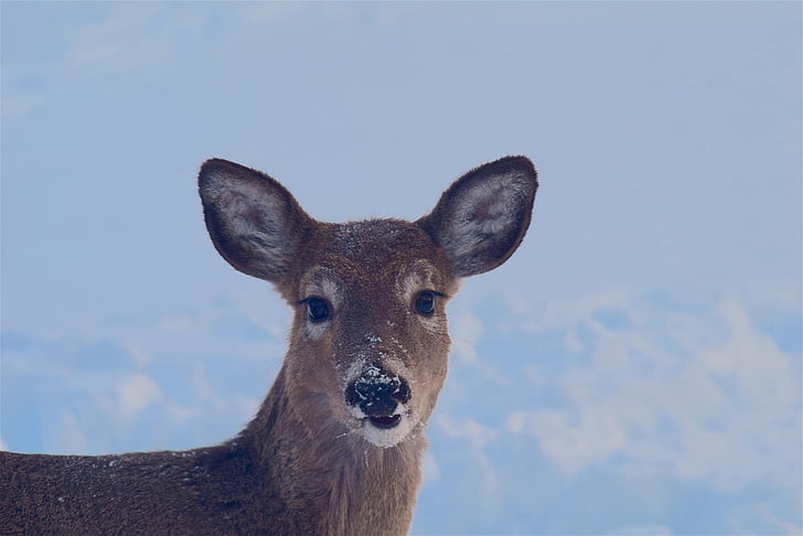 deer, snow, face, portrait, beautiful, animal, eyes