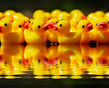 ducks, figures, group, mirroring, water, bank, cute