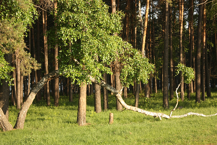 busur, Birch, Rusia, hutan