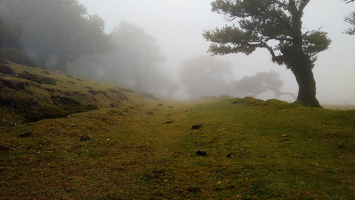 Fotografie, zelená, stromy, tráva, mlha, pozadí, strom
