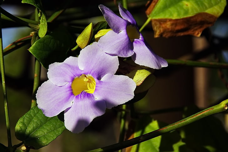 Morning glory, fioletowy kwiat, Creeper, Volubilis, Ipomoea purpurea, Violet, Corolla