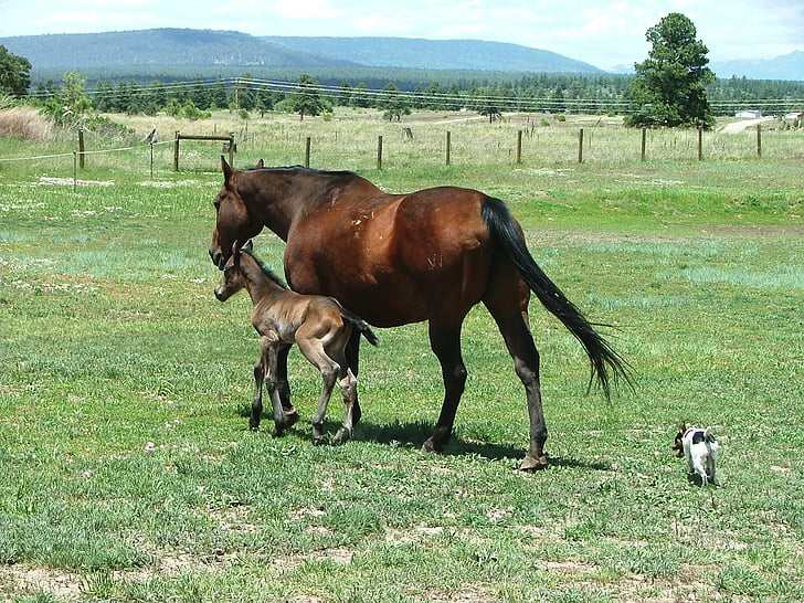 mare, foal, horses