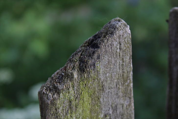 moss, wood, the fence, macro, old wood