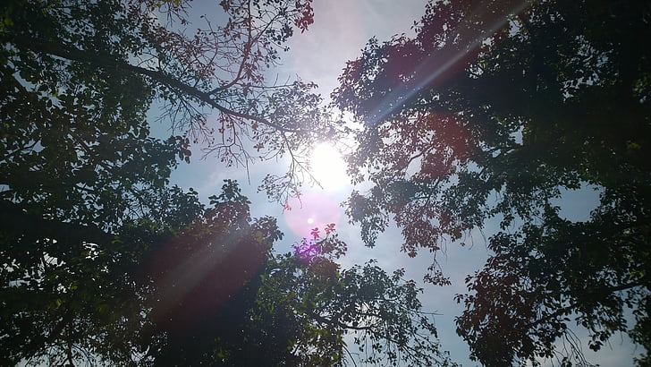 sun, trees, shine, summer, branches, tree tops, nature