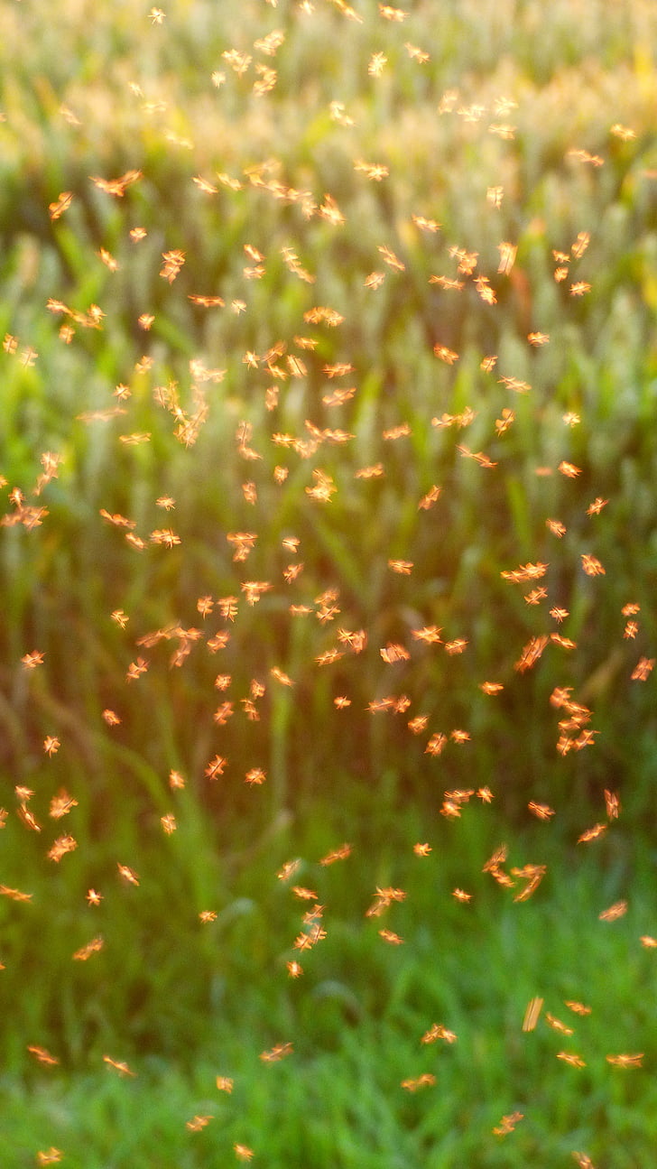 komar roj, roj, komarji, fliegenschwarm, nazaj luči, insektov, biting mušicami