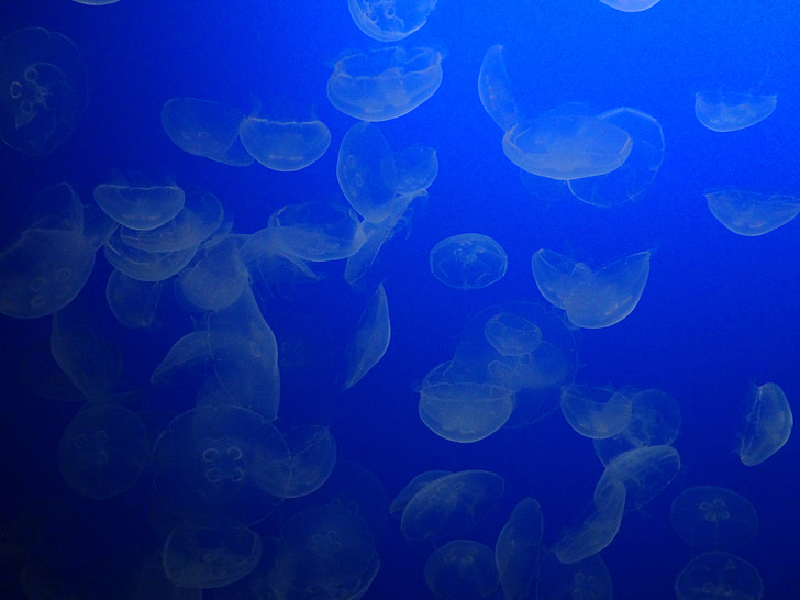 медузи, море, морски, подводни, животните, тропически, живот