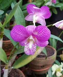 Orchidee, exotische, Flora, tropische, Blume, natürliche, Gartenarbeit