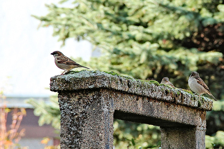 birds, sparrows, archway, moss, roof, landscape, nature