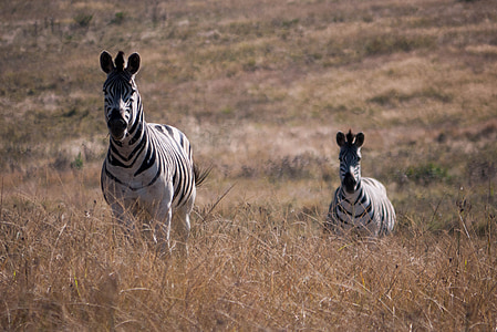 Zebra, Afrika, állat, vadon élő, természet, vadon élő állatok, Safari