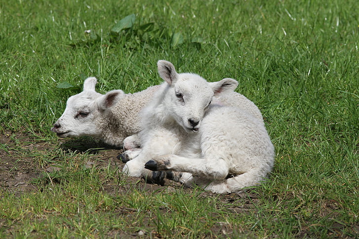 lambs, sheep, farm, wool, grass, nature, spring