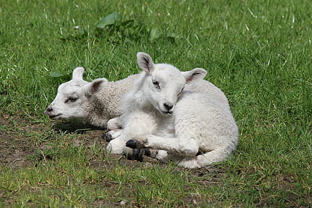 lammeren, schapen, boerderij, wol, gras, natuur, lente