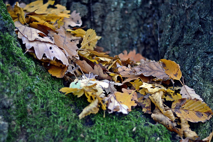 blad, efterår, skov, natur, land, træer, gren