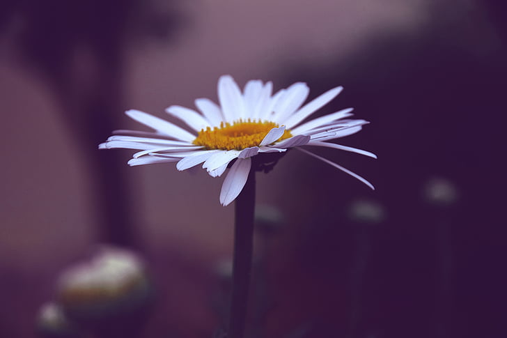 Margaret, vasaras, kontrasts, detalizēti, baltas ziedlapas, White daisy, balta puķe