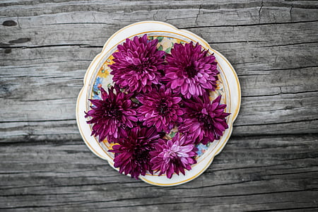 Žagars, tabula, plate, Violeta, rozā, puķe, Bloom