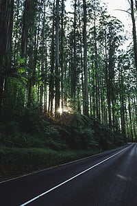 forest, surrounded, road, day, time, sun, tree