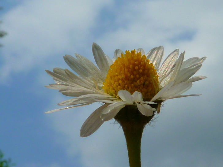 Daisy, Blume, in der Nähe, Frühling, Natur, Sommer, Anlage