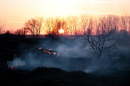 Röker, eld, solnedgång, på kvällen, katastrof, träd