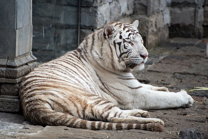alatt Pairi, fehér tigris, vadon élő, ragadozó, állatkert, állat, tigris