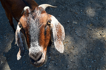 goat, portrait, face, horns, close up, head, animal