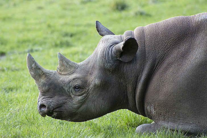 rhino, africa, safari, rhinoceros, animal, wildlife, horn