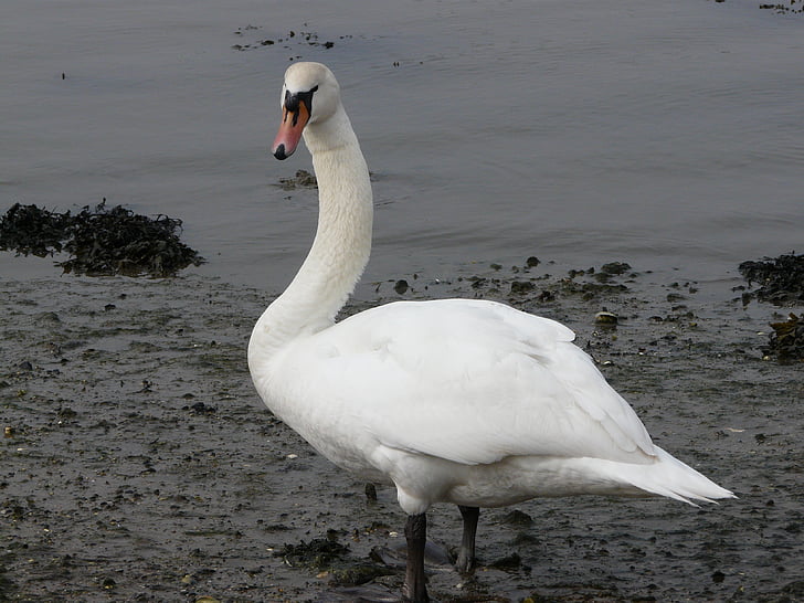 swan, bird, fowl, wildlife, nature, wings, feathers