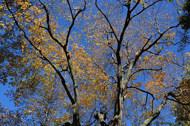 sezóny, podzim, pobočky, stromy, října, Příroda, listoví
